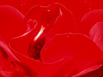 (Rosales: Rosaceae) Rosa floribunda 'Europeana', Klaseblommande rabattros
