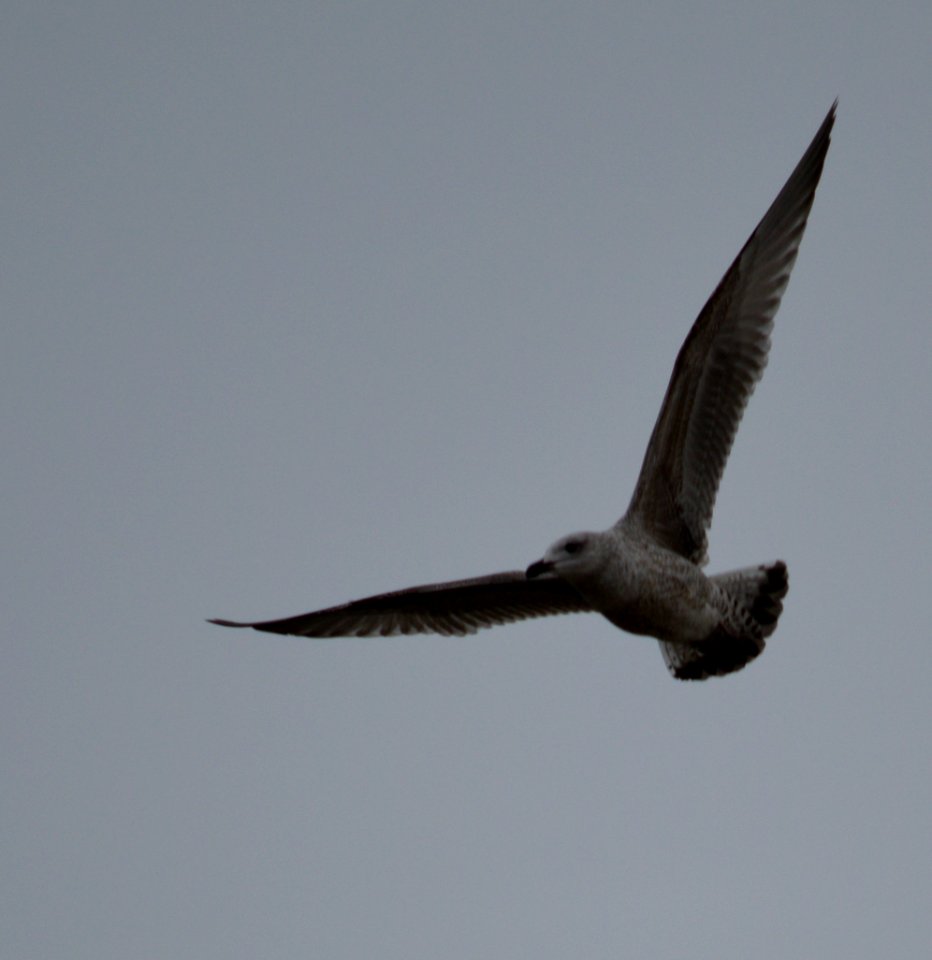 Seagull swooping from the sky 2
