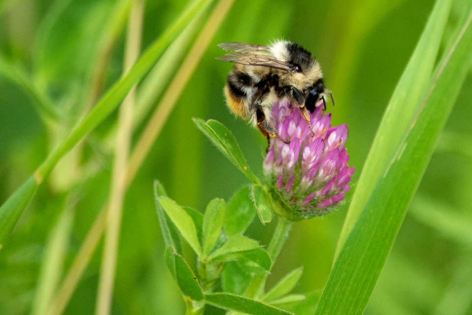 (Hymenoptera: Apidae) Bombus sylvarum, Haghumla / Shrill carder bee