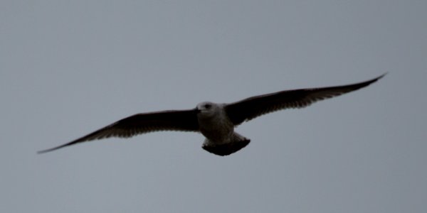 Seagull in the sky