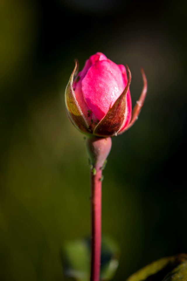 Rosa