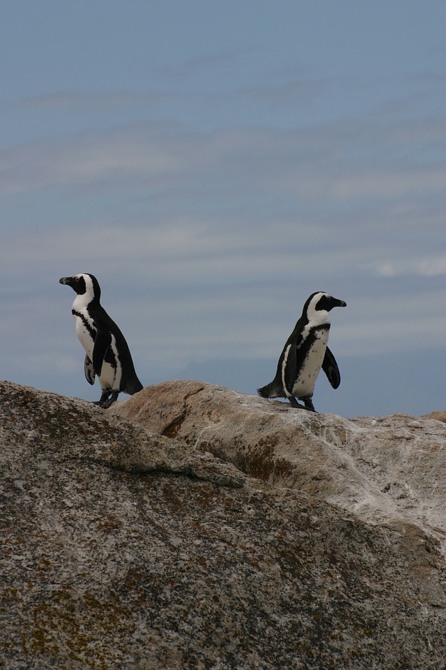 Arctic life wildlife