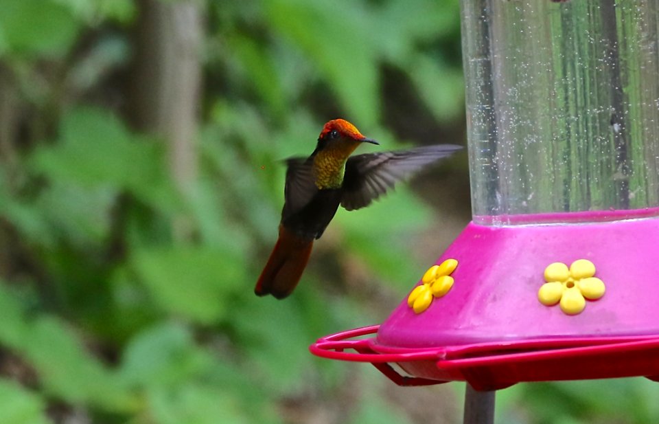 Ruby Topaz Hummingbird, Tobago