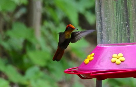 Ruby Topaz Hummingbird, Tobago