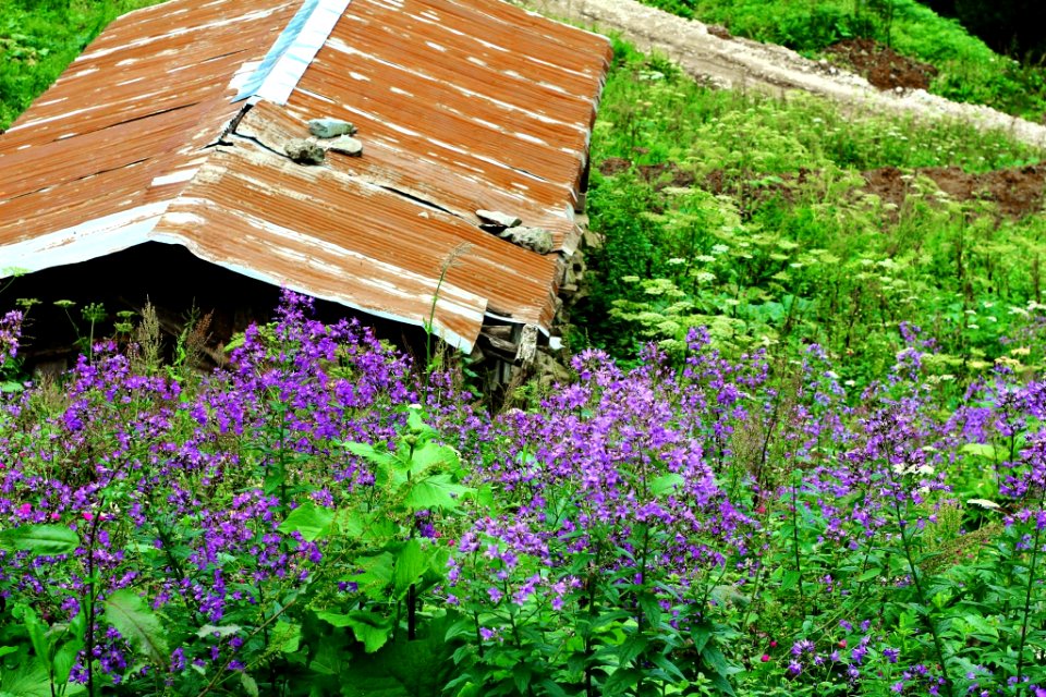 Çahçor yaylası Senoz Çayeli Rize
