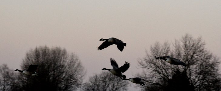 A flock of Giant Canada geese