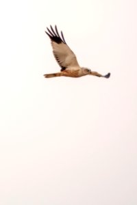(Accipitriformes: Accipitridae) Circus aeruginosus ♂, Brun kärrhök / Marsh harrier
