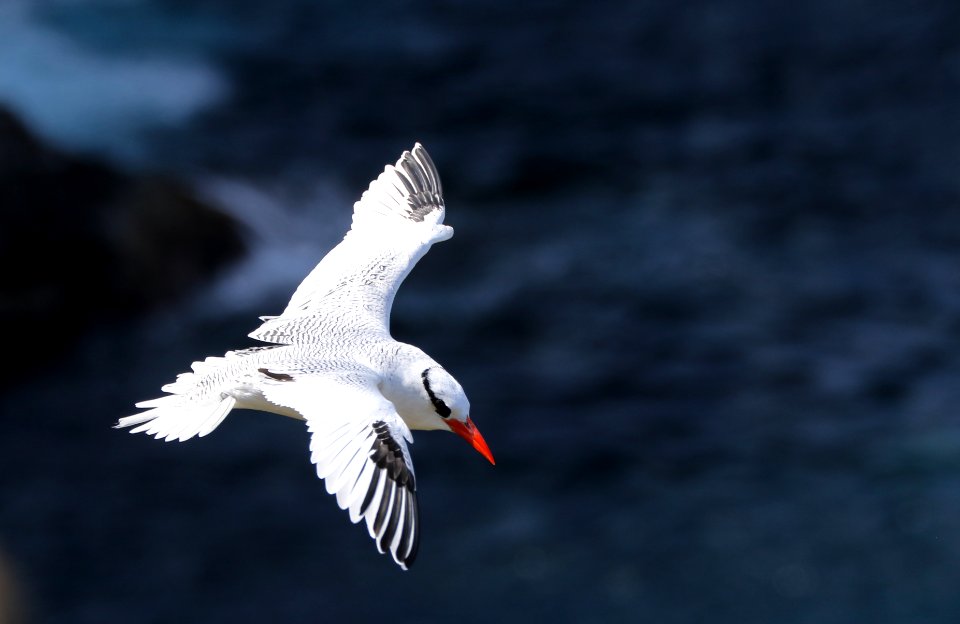 Red-billed Topicbird, Little Tobago