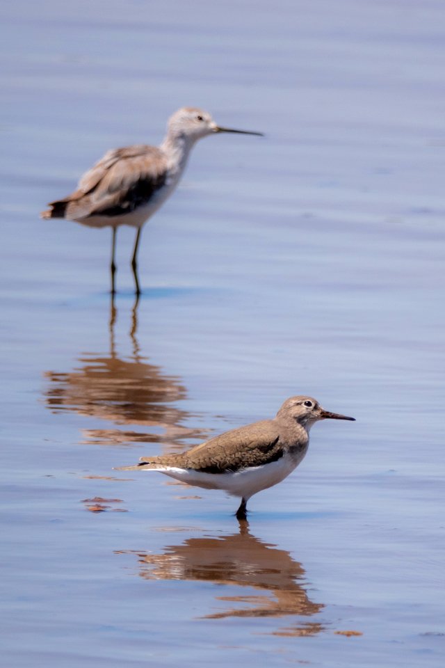 (Charadriiformes: Scolopacidae) Actitis hypoleucos, Drillsnäppa / Sandpiper