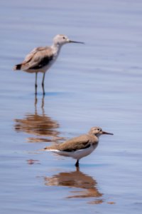 (Charadriiformes: Scolopacidae) Actitis hypoleucos, Drillsnäppa / Sandpiper
