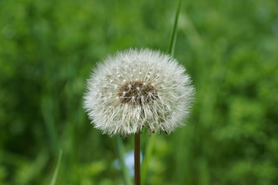 Green nature pointed flower