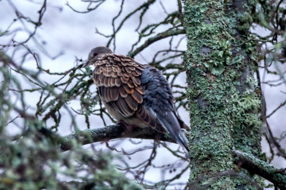(Columbiformes: Columbidae)Streptopelia orientalis, Större turturduva / Oriental turtle dove