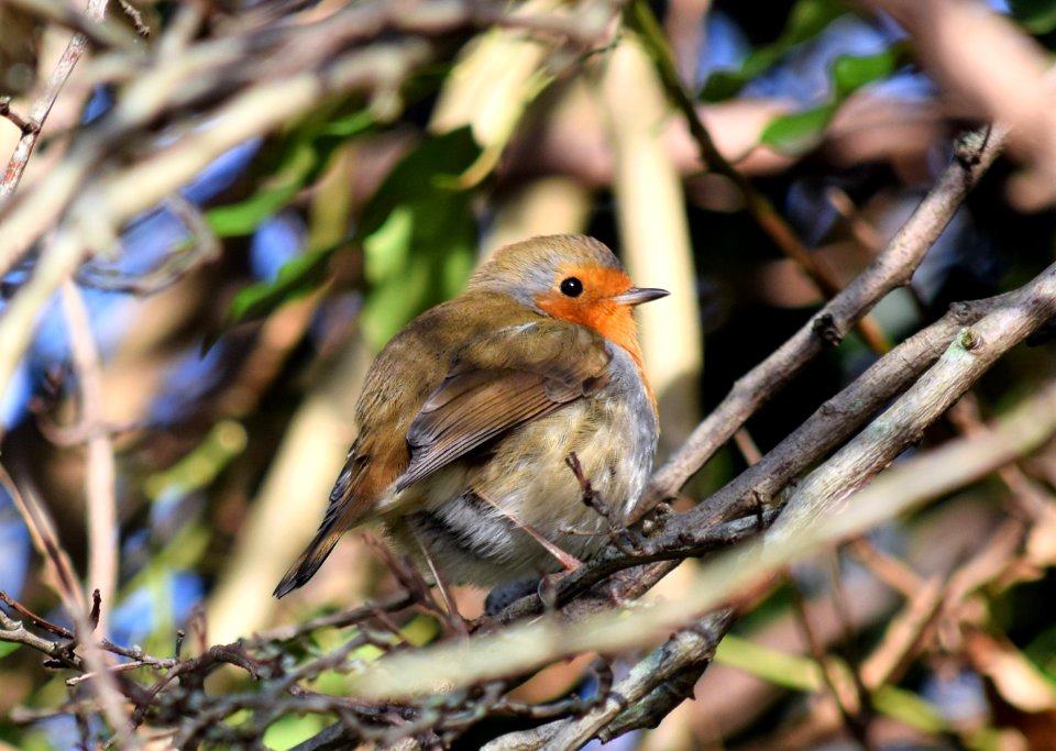 Robin in the bush