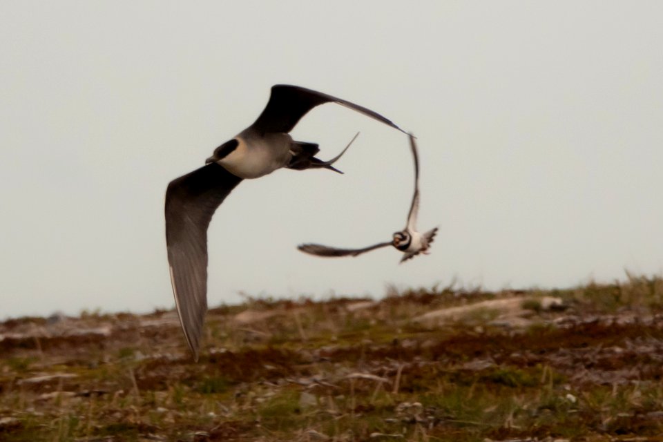 (Charadriiformes: Stercorariidae) Stercorarius longicaudus, Fjällabb / Long-tailed skua