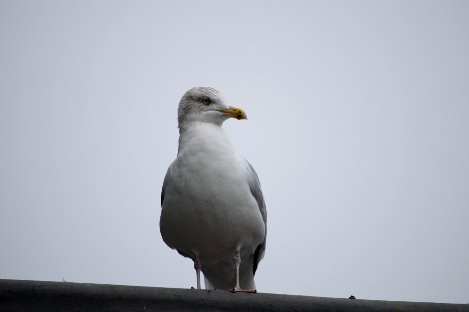 Seagull observing the Sun
