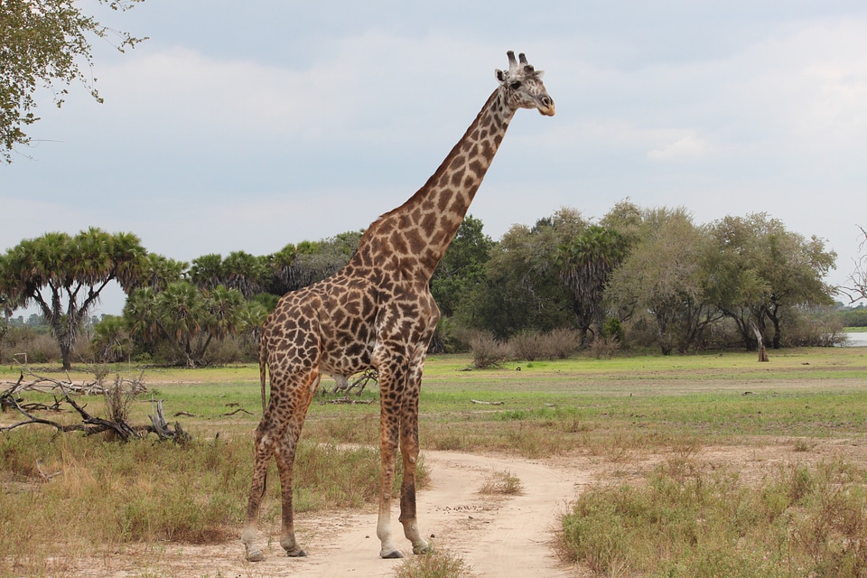 Africa reserve serengeti