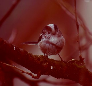 Long-tailed bushtit