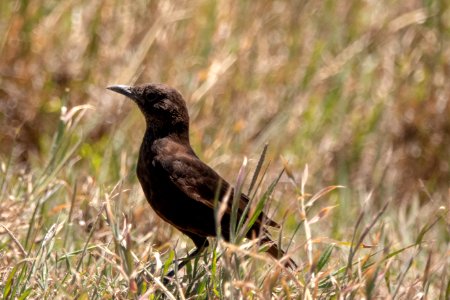 (Passeriformes: Muscicapidae) Myrmecocichla aethiops, Nordlig termitskvätta / Anteater chat