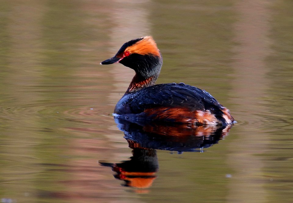 Podiceps auritus Oulu 2016-05-06
