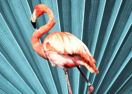 Flamingo photo