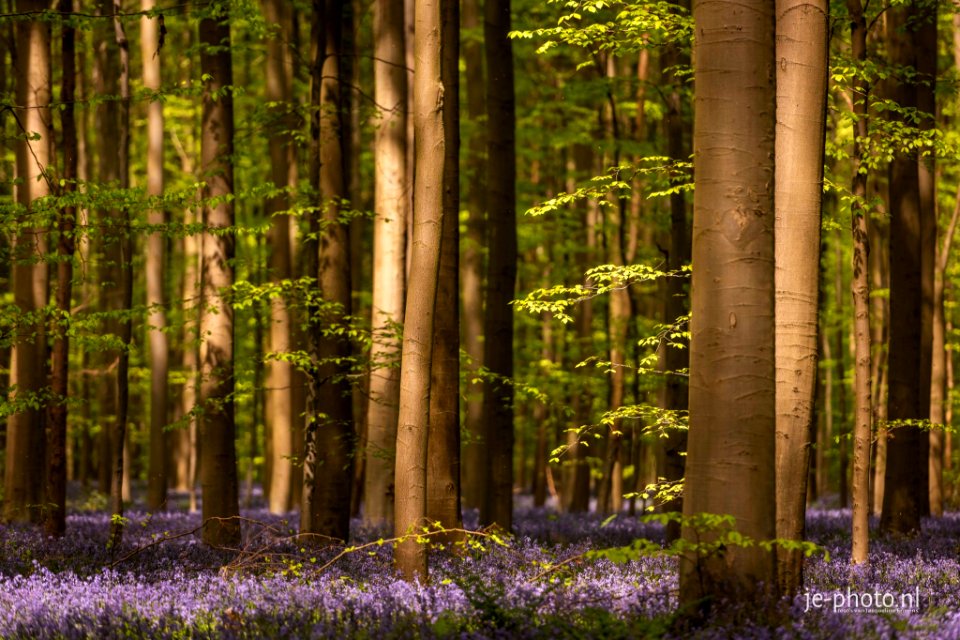 Hallerbos Belgium