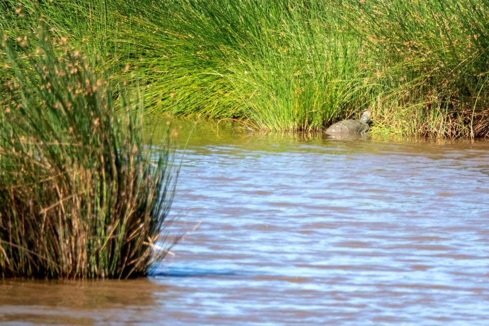 (Testudines: Pelomedusidae) Pelomedusa subrufa, Hjälmad vändhalssköldpadda / African helmeted turtle