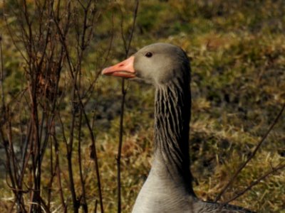 (Anseriformes: Anatidae) Anser anser, Grågås / Greylag goose