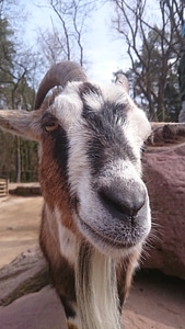 Livestock smile petting zoo