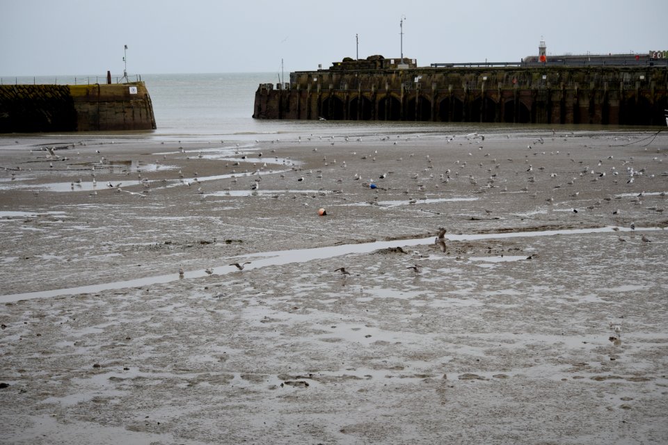 The gulls heaven in Folkestone