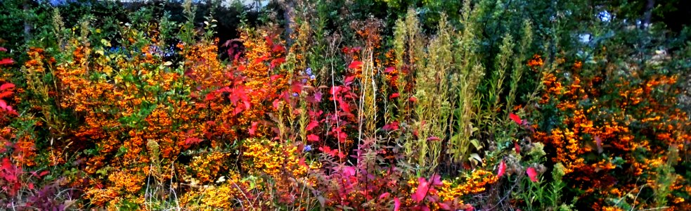 Colours of Autumn photo