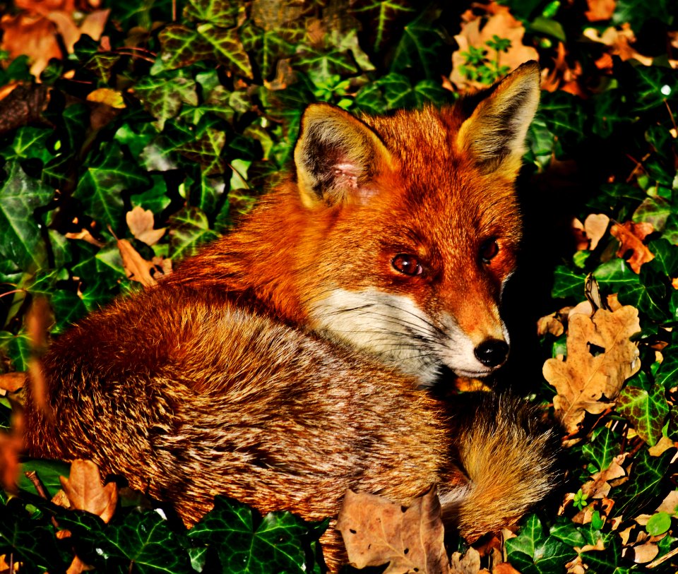 London fox basking in the sun