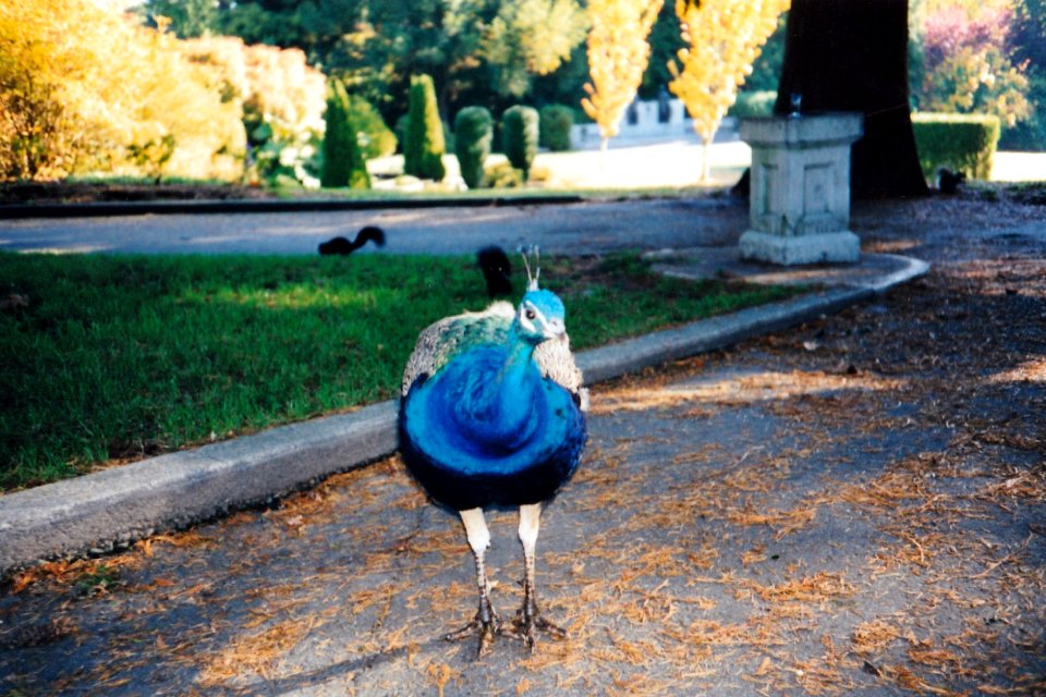 Peacock-2