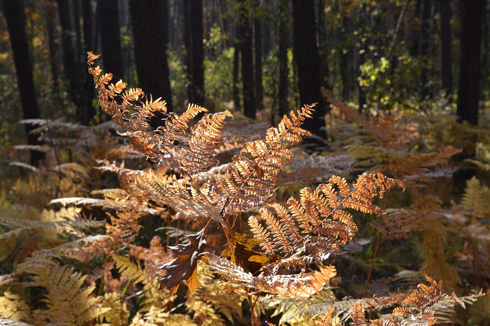 Foliage tree nature
