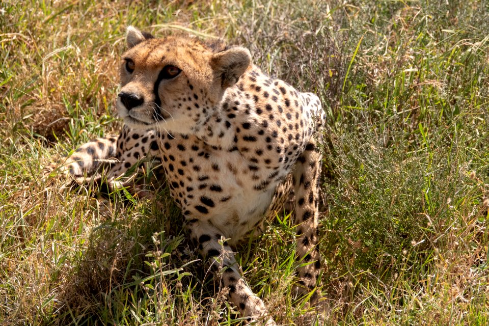 (Carnivora: Felidae) Acinonyx jubatus, Gepard / Cheetah photo