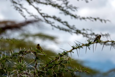 (Passeriformes: Fringillidae) Crithagra hyposticta, Gråkindad siska / East African citril