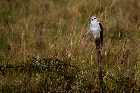 (Accipitriformes: Accipitridae) Elanus caeruleus, Svartvingad glada / Black-winged kite