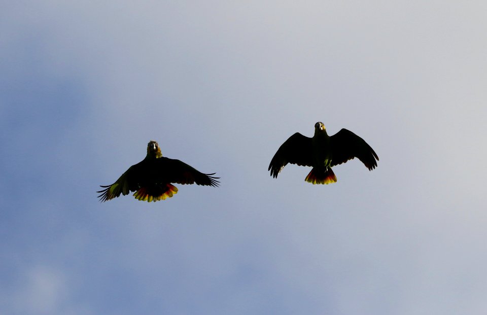Parrots, Trinidad