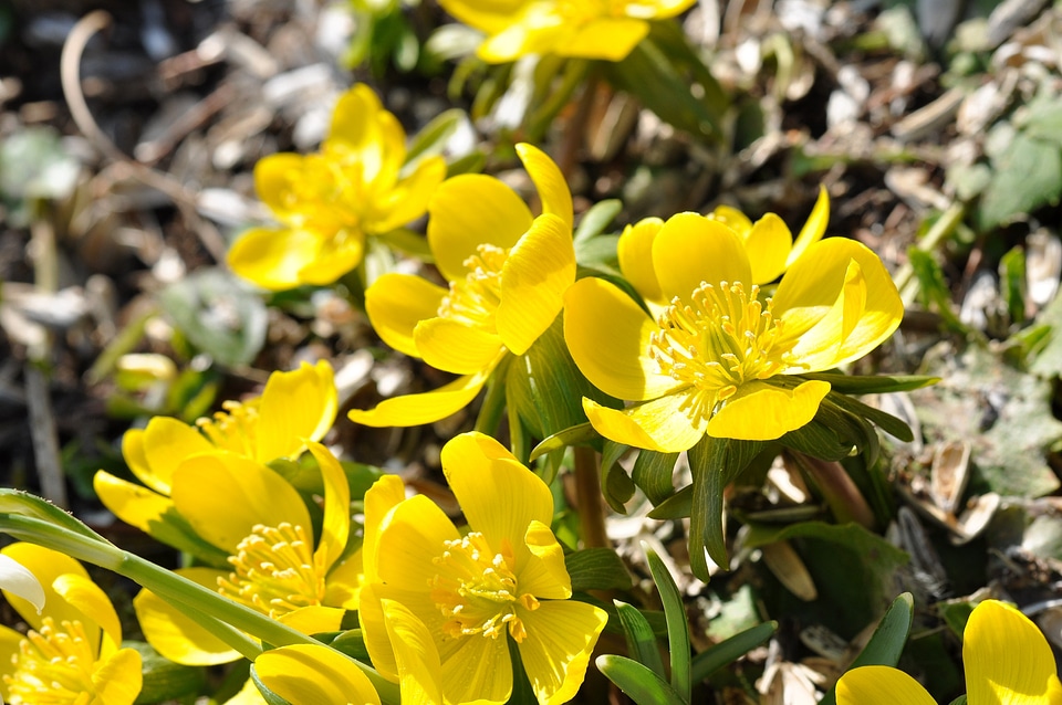 Plant flowers ground cover
