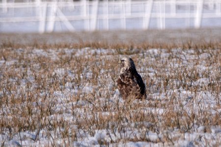(Accipitriformes: Accipitridae) Buteo lagopus, Fjällvråk / Rough-legged buzzard