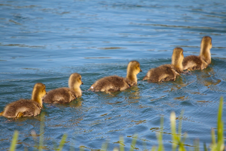 Young floating line follow