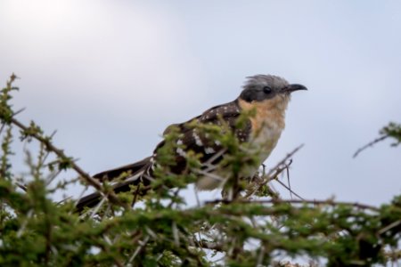 (Cuculiformes: Cuculidae) Clamator glandarius, Skatgök / Great spotted cuckoo