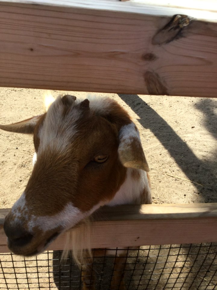 Zoo Animals