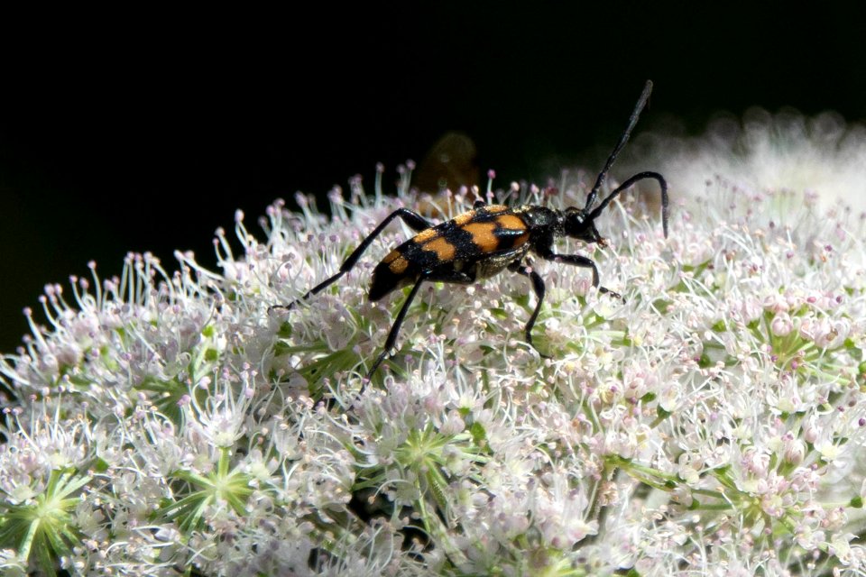 (Coleoptera: Cerambycidae) Leptura quadrifasciata, Fyrbandad blombock / Longhorn beetle