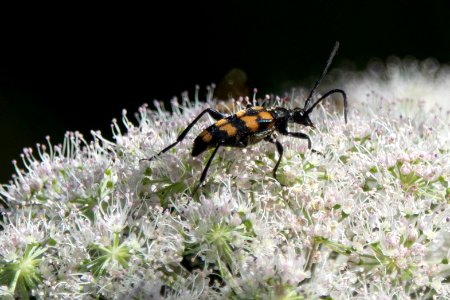 (Coleoptera: Cerambycidae) Leptura quadrifasciata, Fyrbandad blombock / Longhorn beetle