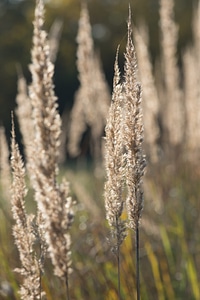 Dry dry grass nature