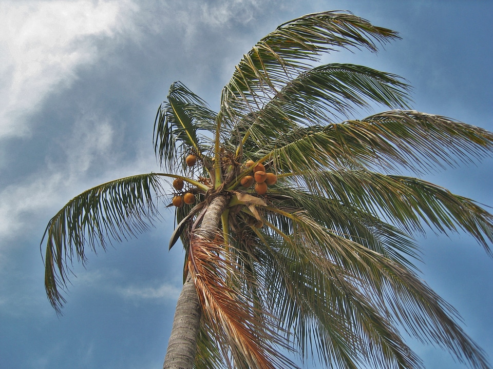 Forward stormy frond