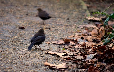 A couple of blackbirds photo