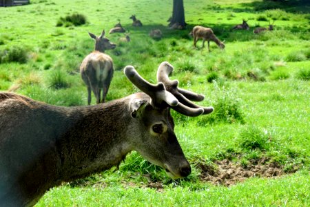 Red deer