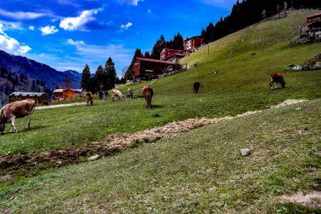 Ayder yaylası Çamlıhemşin Rize