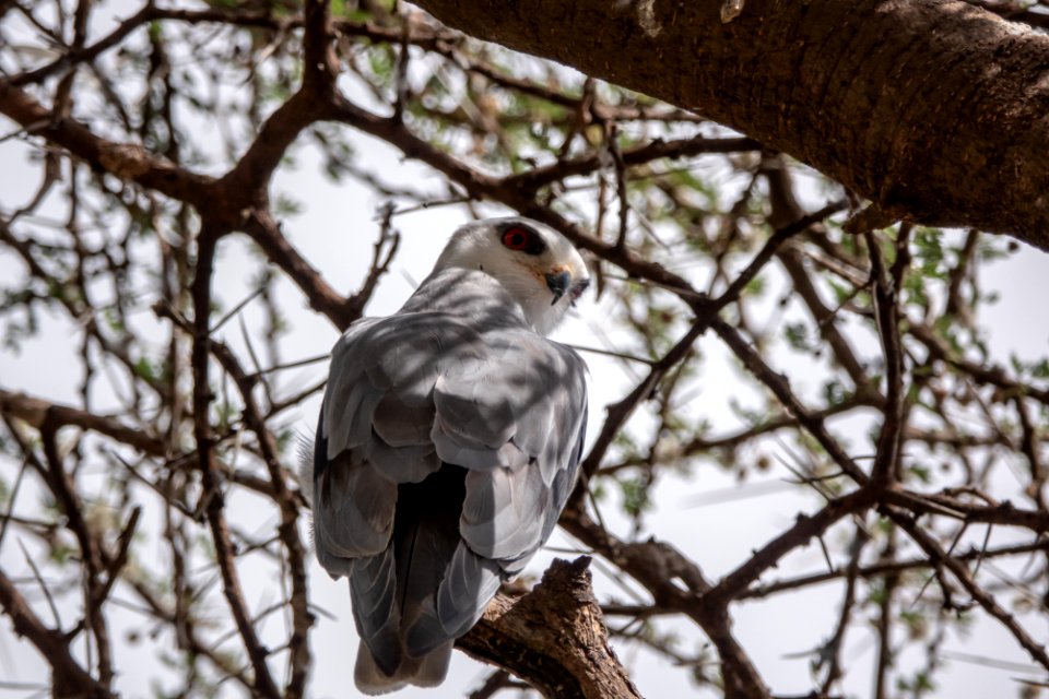 (Accipitriformes: Accipitridae) Elanus caeruleus, Svartvingad glada / Black-winged kite